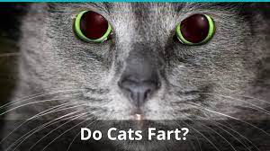 My cat farts: what to do?