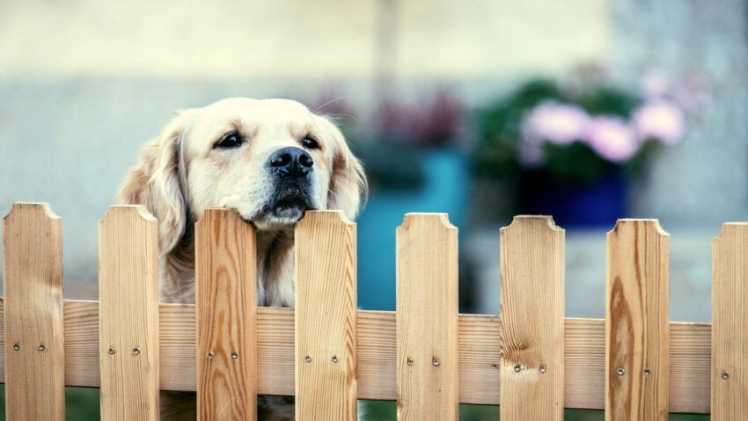 Keep Your Dog Safe with a Temporary Dog Fence